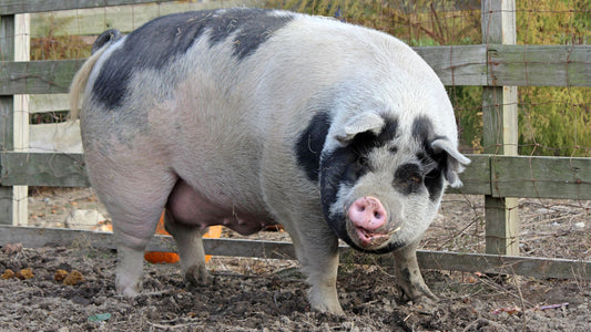 ¿Por qué crían cerdos gigantes en china?